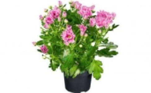 Chrysantheme 0.99 €