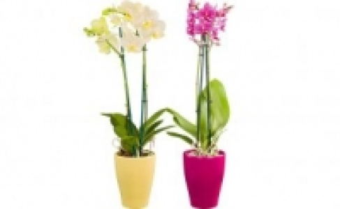 Schmetterlingsorchidee in Keramik 5.99&nbsp;&euro;