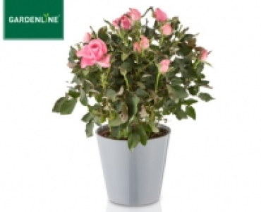 GARDENLINE®Mediterrane Blüh- und Grünpflanzen