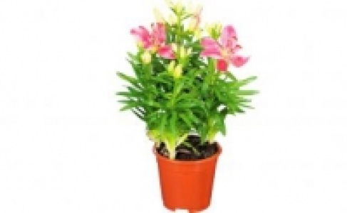 Orientalische Lilie 2.99 €