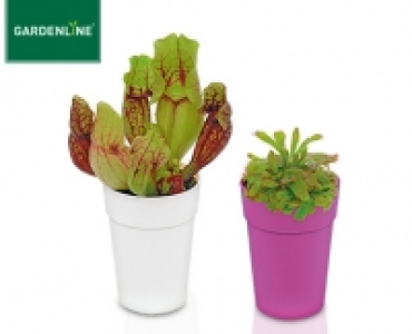 GARDENLINE®Fleischfressende Pflanze 2.99 €