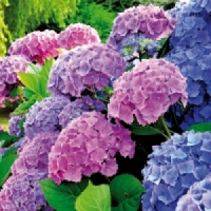 Hortensie 5.99 €