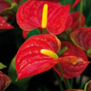 Flamingoblume Anthurie 5.99 €