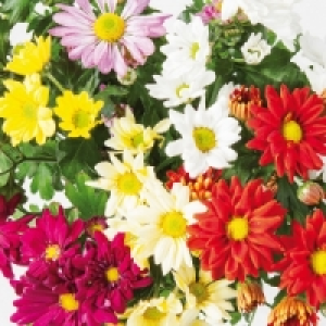 Chrysantheme 2.49 €