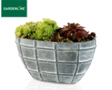 GARDENLINE®Steingartenpflanze 2.99 €