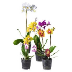 Orchideen Mix 5.99&nbsp;&euro;