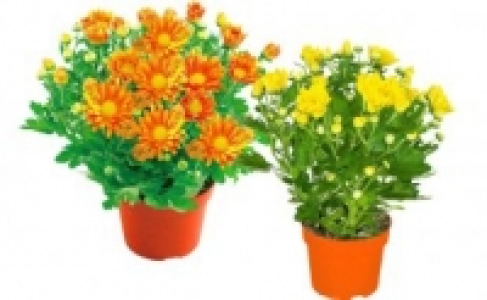 Chrysantheme 1.29 €