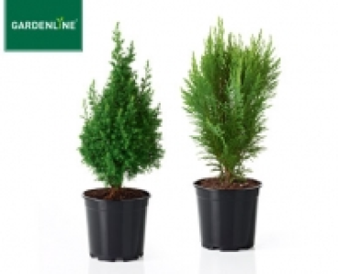 GARDENLINE®Konifere 1.99 €