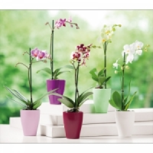 Phalaenopsis 5.99&nbsp;&euro;