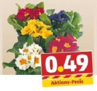 Primeln 0.49 €
