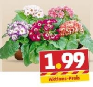 Sternblume