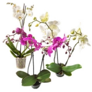 Phalaenopsis 8.99&nbsp;&euro;