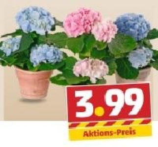 Hortensien 3.99 €