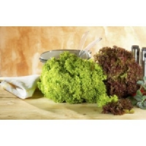 Bunte Salate