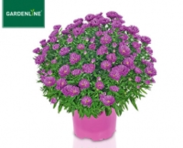 GARDENLINE®Herbstaster 2.99 €