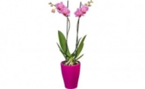Schmetterlingsorchidee in Keramik 6.99&nbsp;&euro;