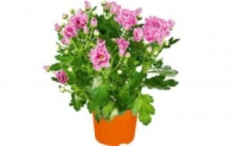 Herbstpflanzen 1.49 €