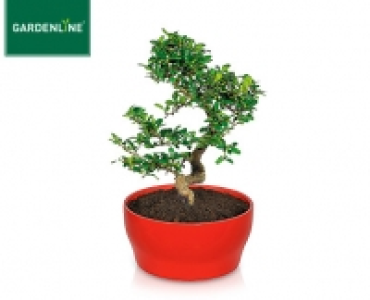 GARDENLINE® Bonsai in der Schale