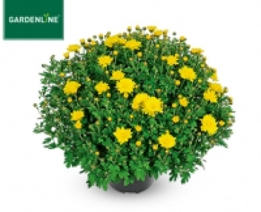 GARDENLINE®Bauern-Chrysantheme 2.39 €