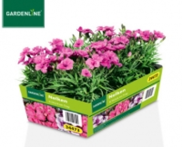 GARDENLINE®Viola, Chrysantheme oder Nelke