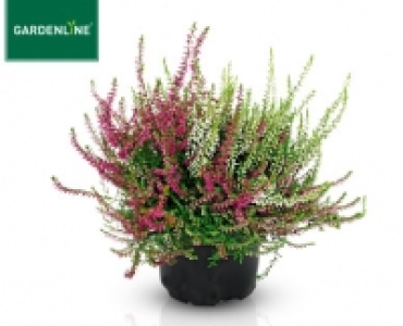 GARDENLINE®Solitär-Lizenz-Callune