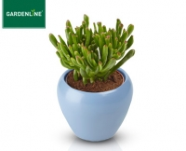 GARDENLINE®Sukkulente im Keramiktopf 2.99 €