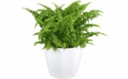 Grünpflanze 2.99 €