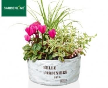 GARDENLINE®Pflanzenarrangement 4.99 €