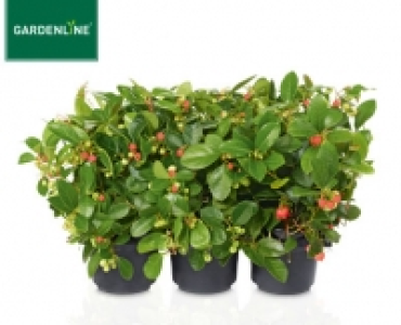 GARDENLINE®Herbstmix, 6er-Tray 3.59 €