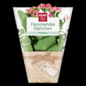 Flammendes K&auml;thchen 1.99&nbsp;&euro;