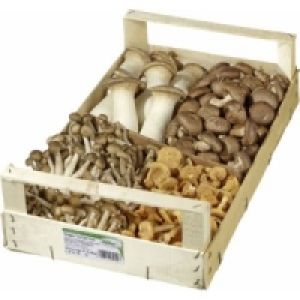 Frische Mischpilze Con Gusto