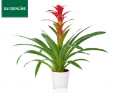 GARDENLINE&reg;Bromelie