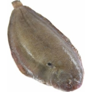 Seezunge 18.99 €