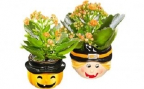 Kalanchoe 1.99&nbsp;&euro;