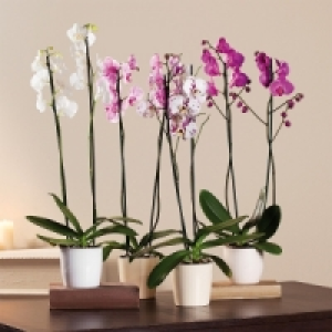 Phalaenopsis 14.99&nbsp;&euro;