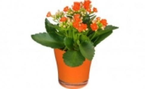 Kalanchoe 1.49&nbsp;&euro;