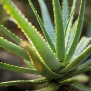 Aloe Vera 2.99 €