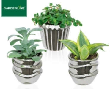 GARDENLINE®Mini-Pflanze 2.49 €