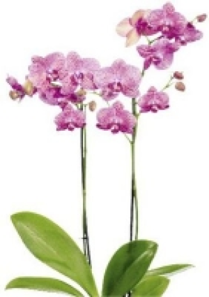 Toom Baumarkt  Schmetterlings­orchidee