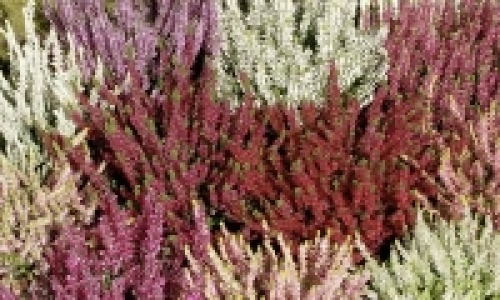 Knospenheide, Gardengirls &reg;