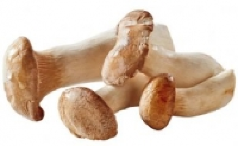 Kräuterseitlinge 1.99 €