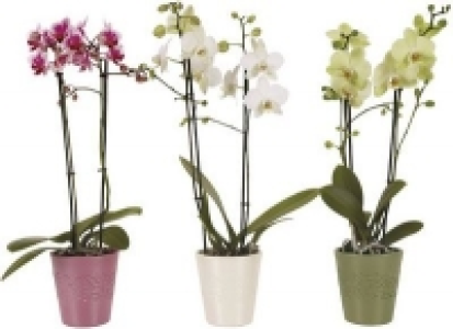 Midi-Schmetterlings-Orchidee