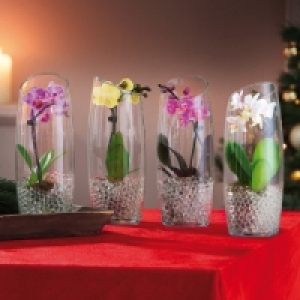 Mini-Phalaenopsis 6.99&nbsp;&euro;