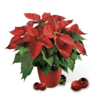 Weihnachtsstern, 7-cm-Topf