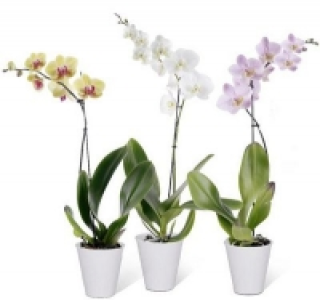Schmetterlingsorchidee 3.99 €