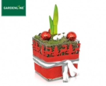GARDENLINE®Weihnachtliche Amaryllis