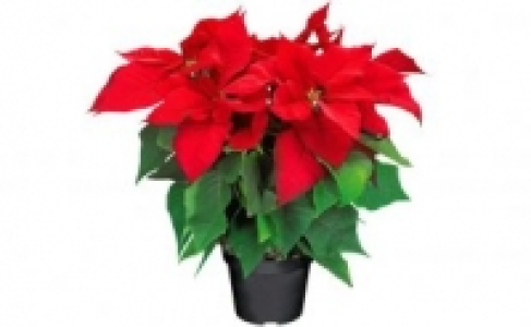 Weihnachtsstern-Busch 4.99 €