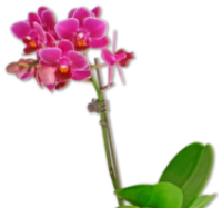 Penny  Mini-Schmetterlingsorchidee Stück
