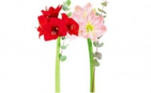 Amaryllis-Strauß 1.99 €