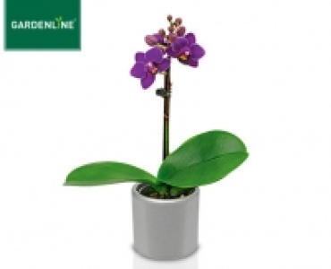 GARDENLINE® Mini-Orchidee im Keramiktopf 3.99 €